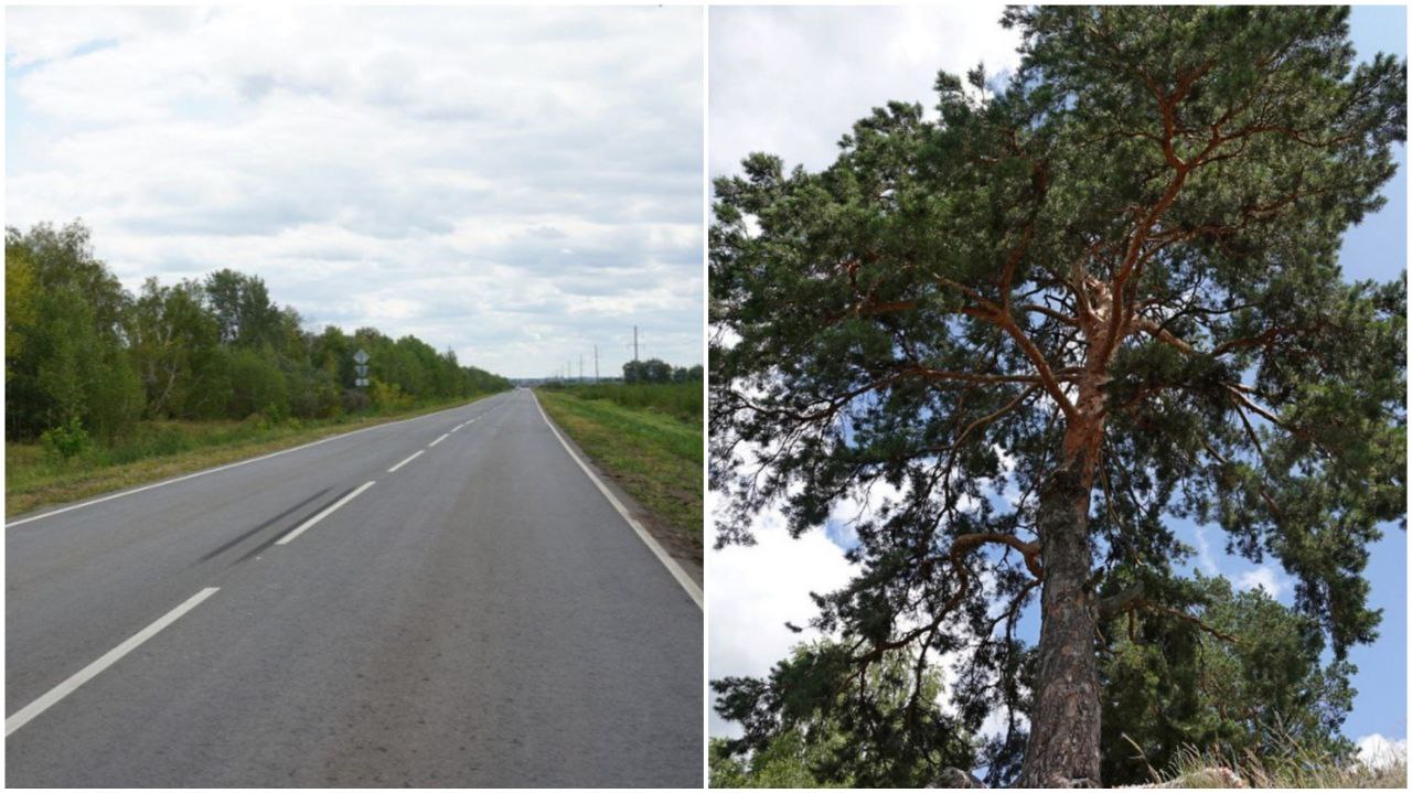 Саратовцам станет проще добираться до одинокой сосны под Балашовом